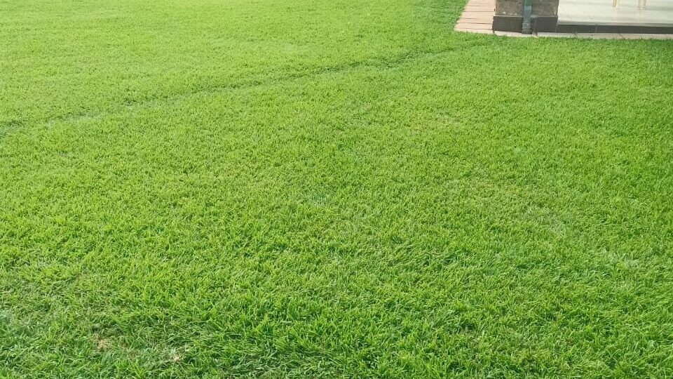 Florascape landscape lawn grass 1
