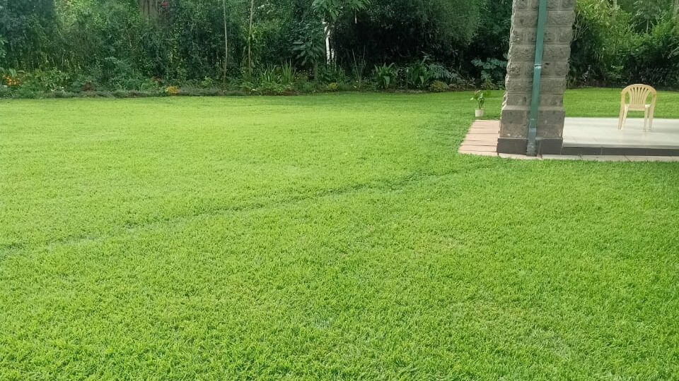 Florascape landscape lawn grass 1