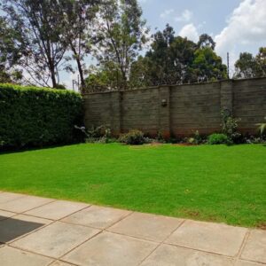 Tifsport Lawn Grass