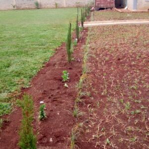 Paspalum Lawn Grass