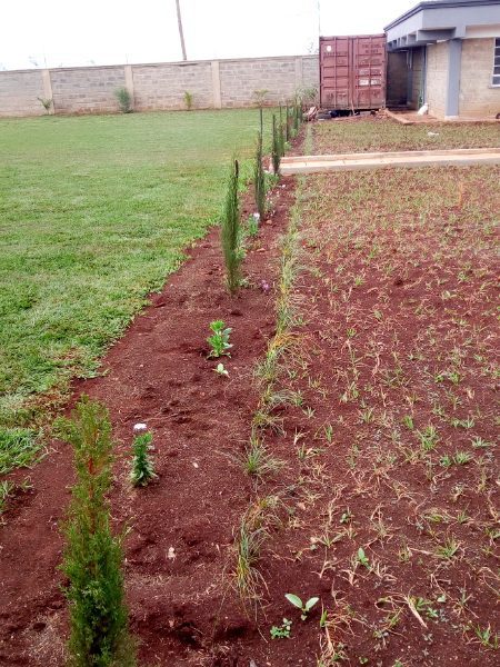 Paspalum Lawn Grass