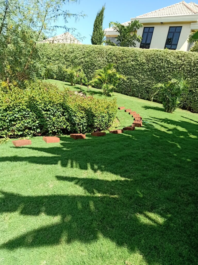 Bermuda Lawn Grass