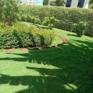 Bermuda Lawn Grass