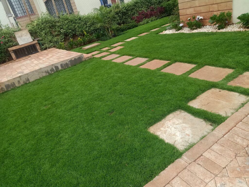 Arabic Lawn Grass
