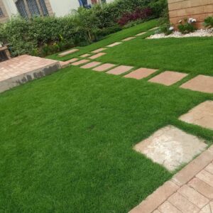 Arabic Lawn Grass