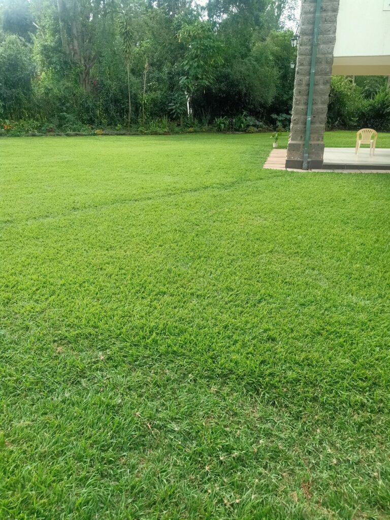 Zimbabwe lawn Grass