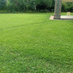 Zimbabwe lawn Grass