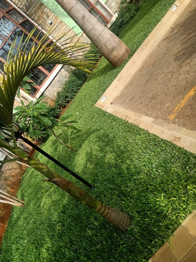 Pemba Lawn grass