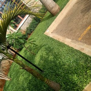Pemba Lawn grass