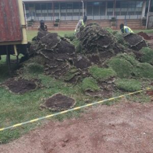 Kikuyu Lawn Grass