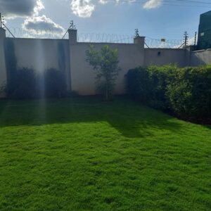 Star Lawn grass