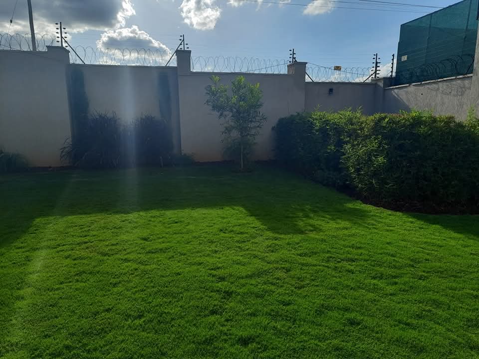 Star Lawn grass