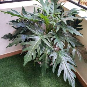Split - Leaf philodendron