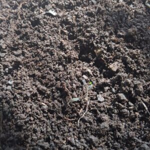 Organic Compost Manure